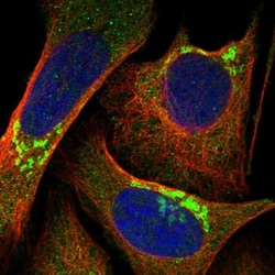 BSDC1 Antibody, Novus Biologicals 25 &mu;L | Buy Online | Novus Biologicals | Fisher Scientific